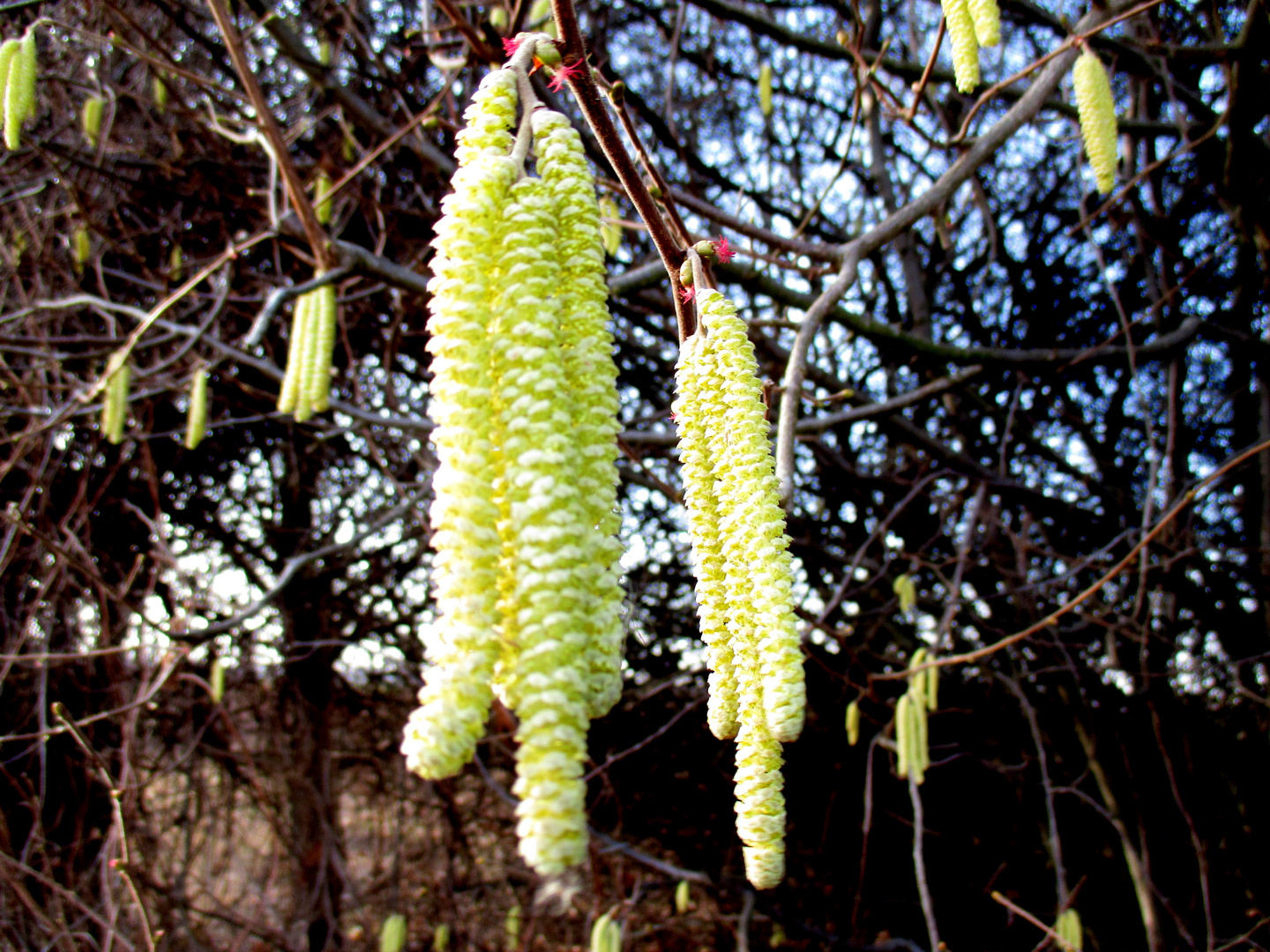 Der Frühling naht.