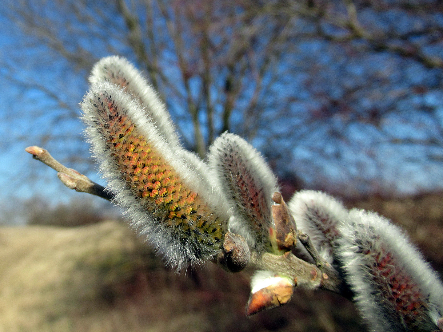 Der Frühling naht