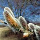 Der Frühling naht