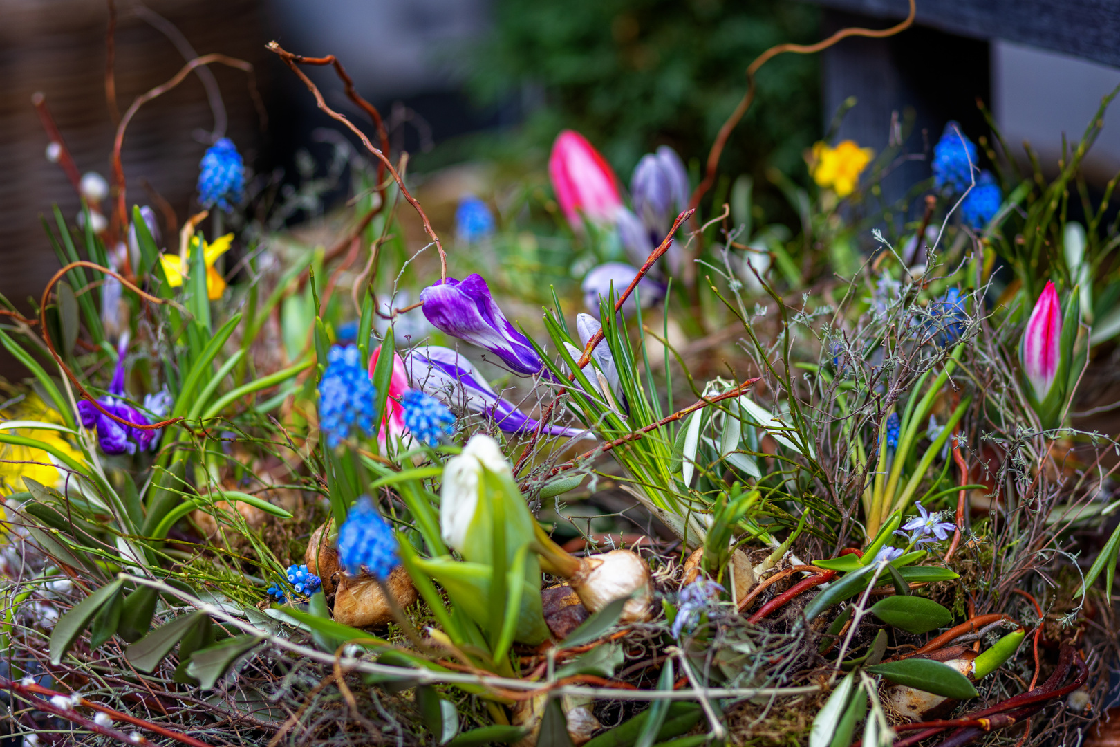 Der Frühling naht