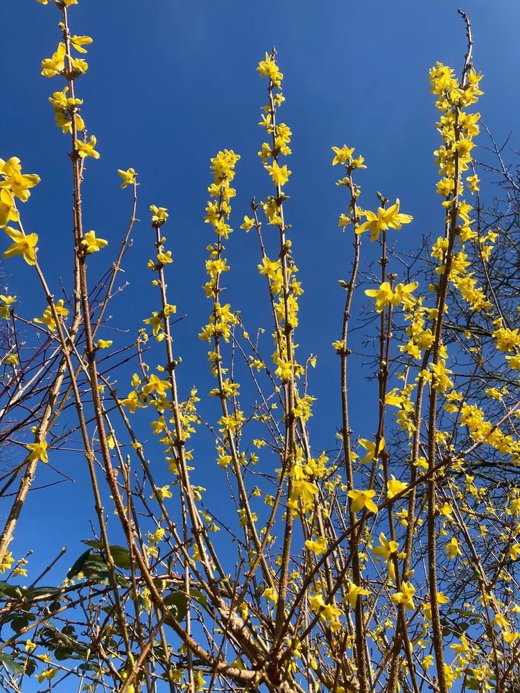 Der Frühling naht