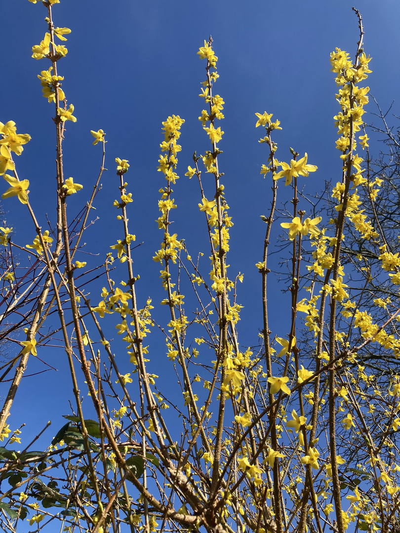 Der Frühling naht