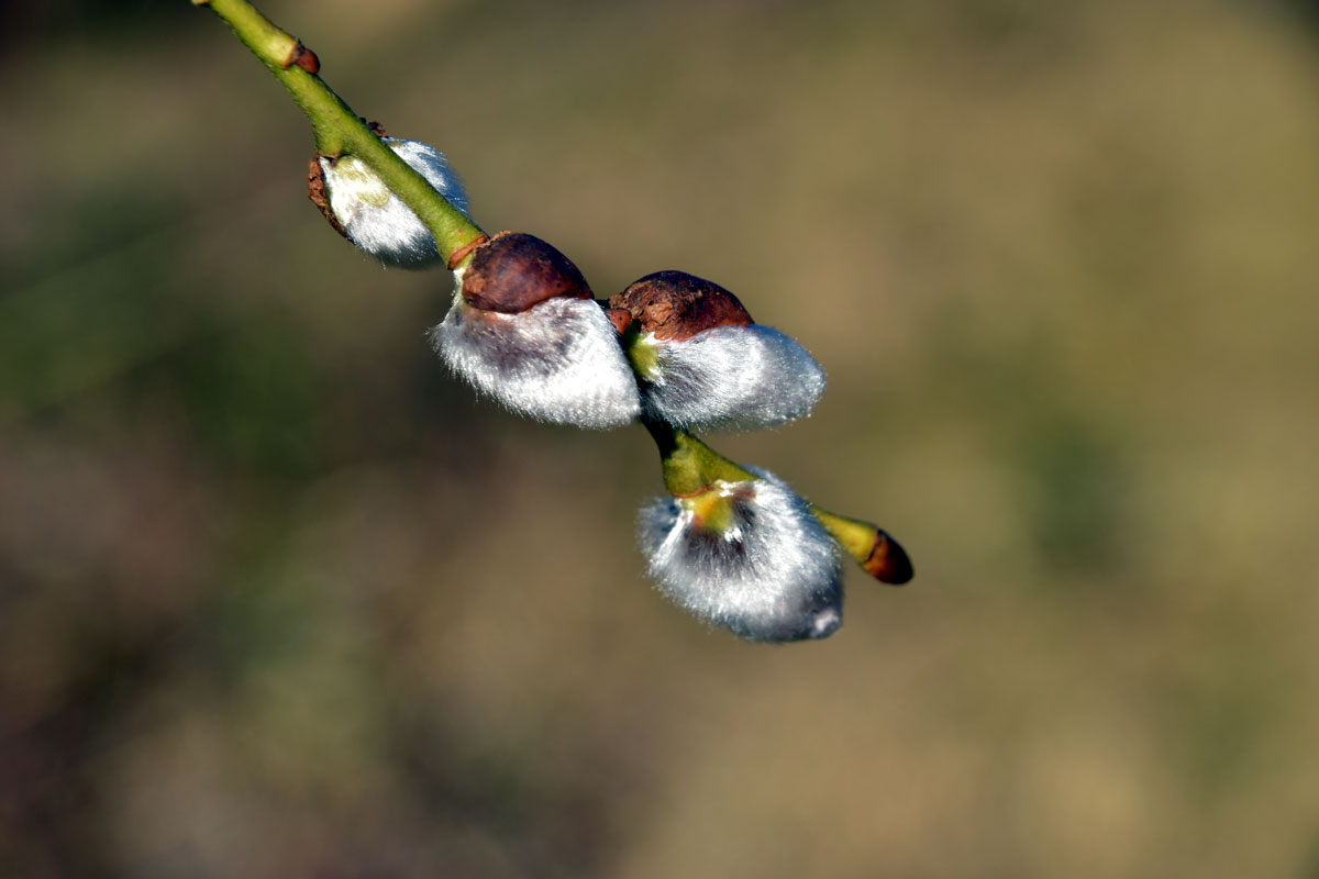 der Frühling naht