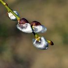 der Frühling naht