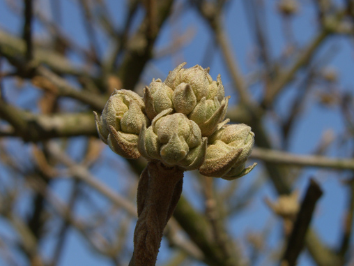 Der Frühling naht...