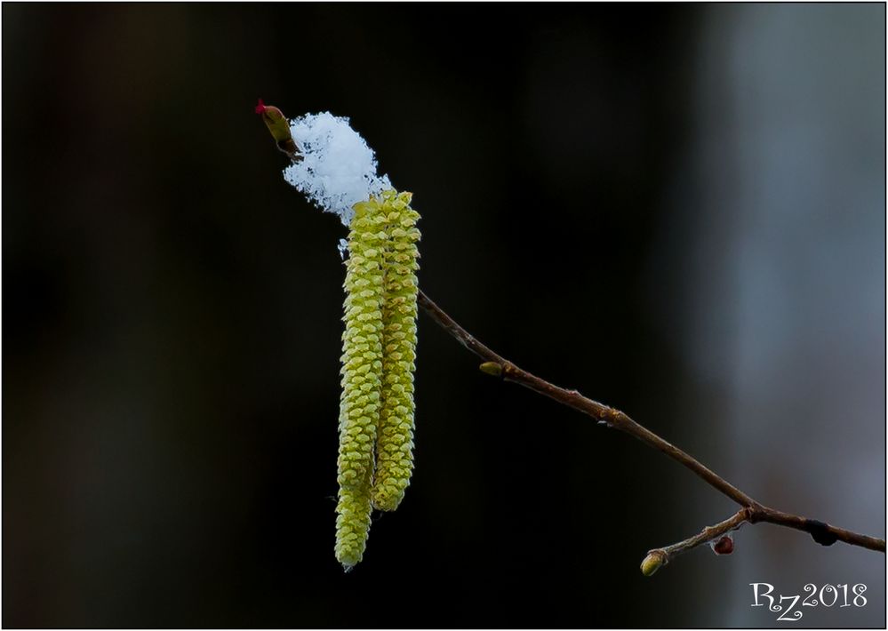 Der Frühling naht