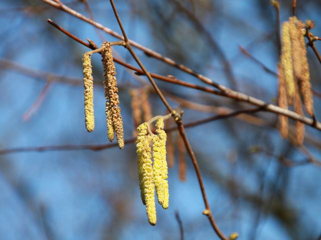 Der Frühling naht