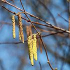 Der Frühling naht