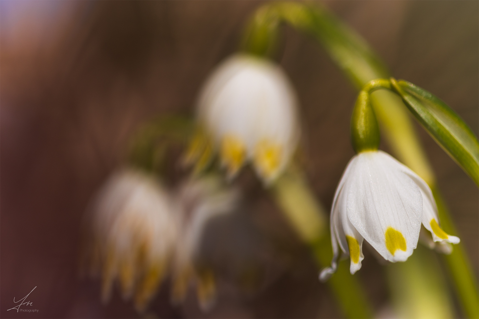 Der Frühling naht