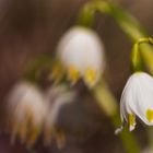 Der Frühling naht