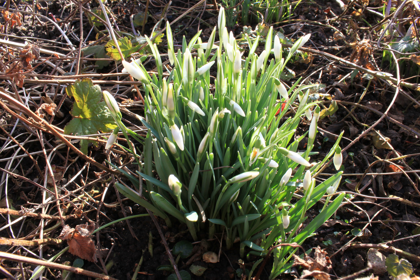 der Frühling naht