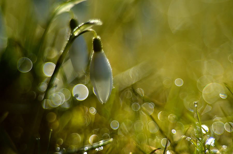 *der frühling naht*