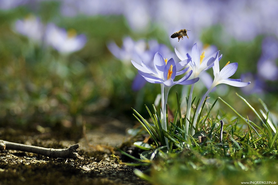 Der Frühling naht...