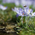 Der Frühling naht...