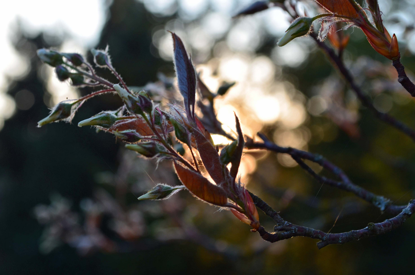 ~ Der Frühling naht.. ~