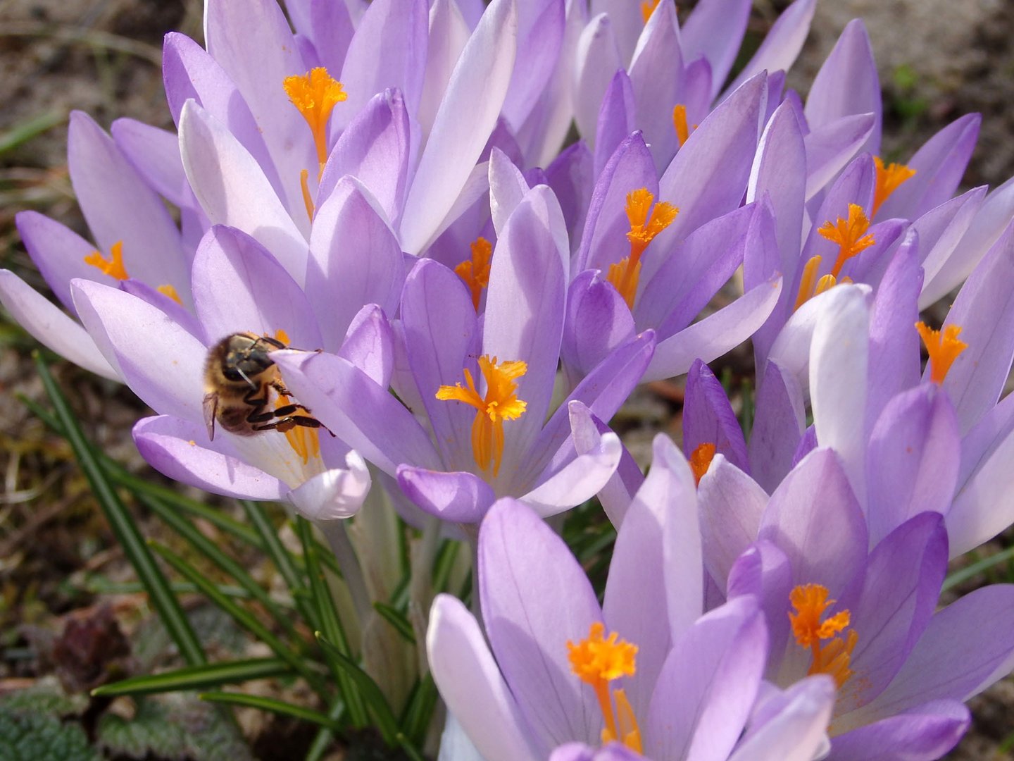 Der Frühling naht