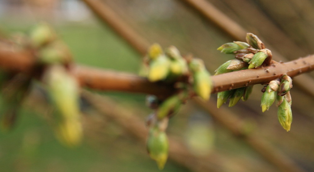 Der Frühling naht...