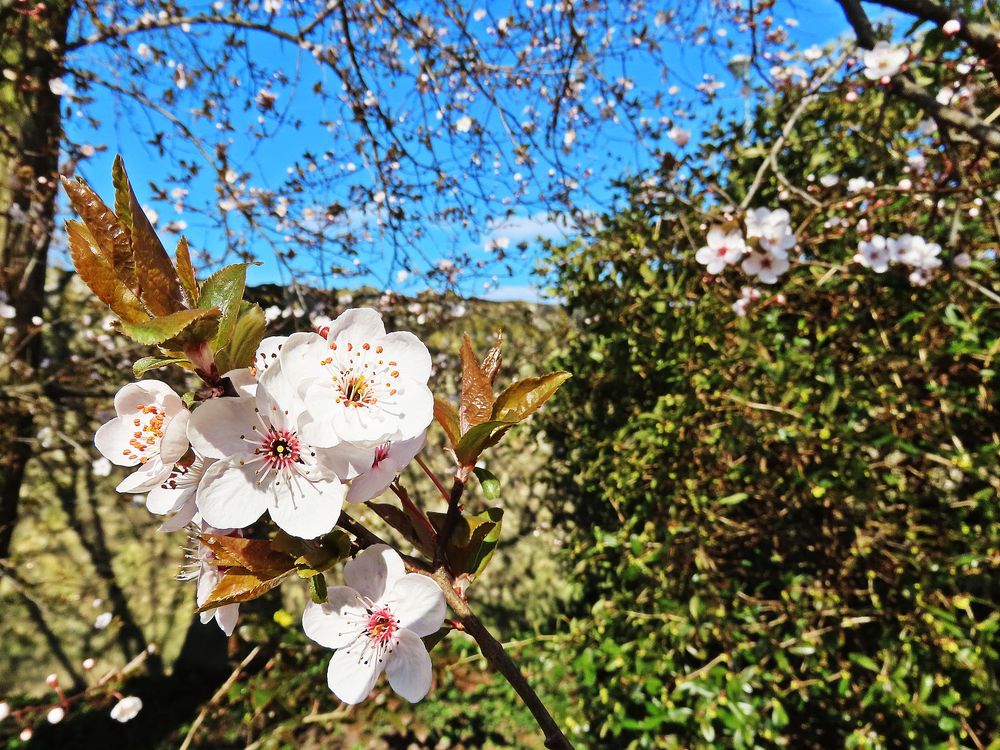 Der Frühling naht...