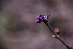 der Frühling naht auch schon - alles ist bereit