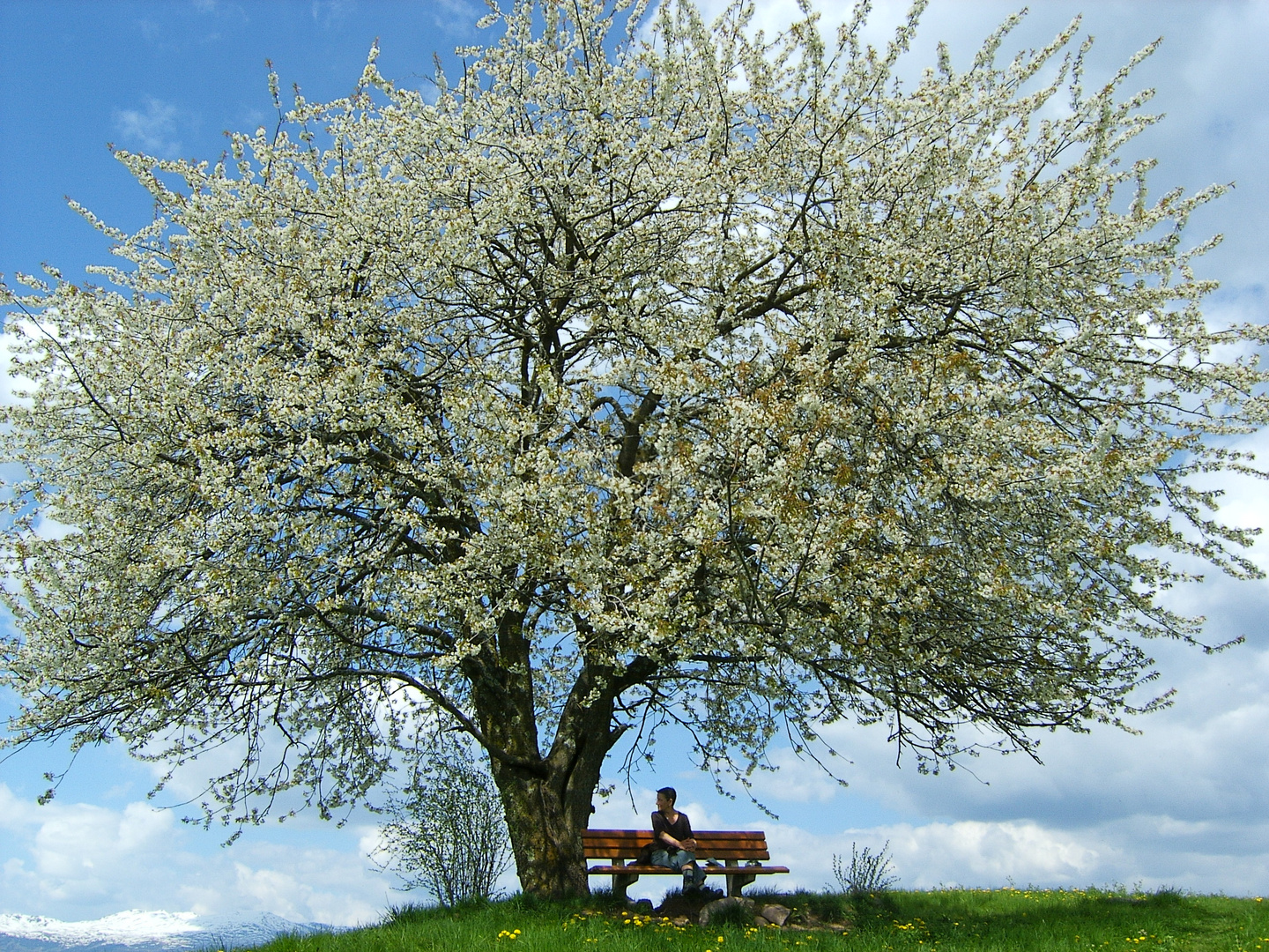 Der Frühling naht......