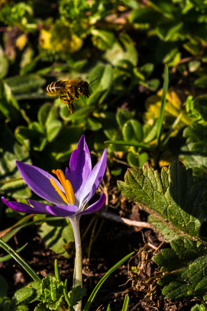 der Frühling naht