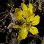 Der Frühling naht