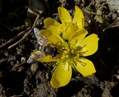 Der Frühling naht