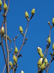 der Frühling naht