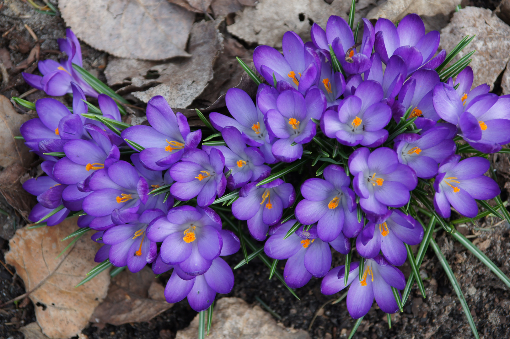 Der Frühling naht.