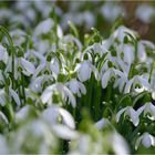 Der Frühling naht