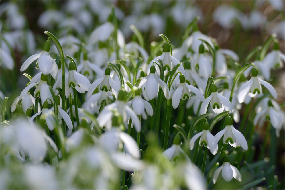 Der Frühling naht