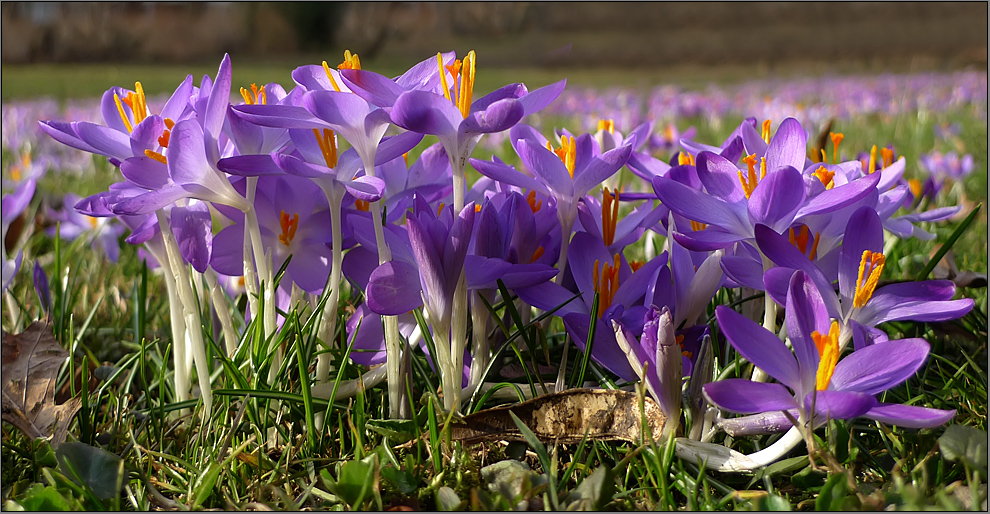 Der Frühling naht