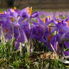 Der Frühling naht