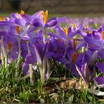 Der Frühling naht