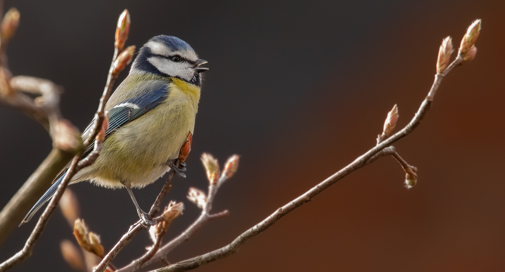 Der Frühling naht