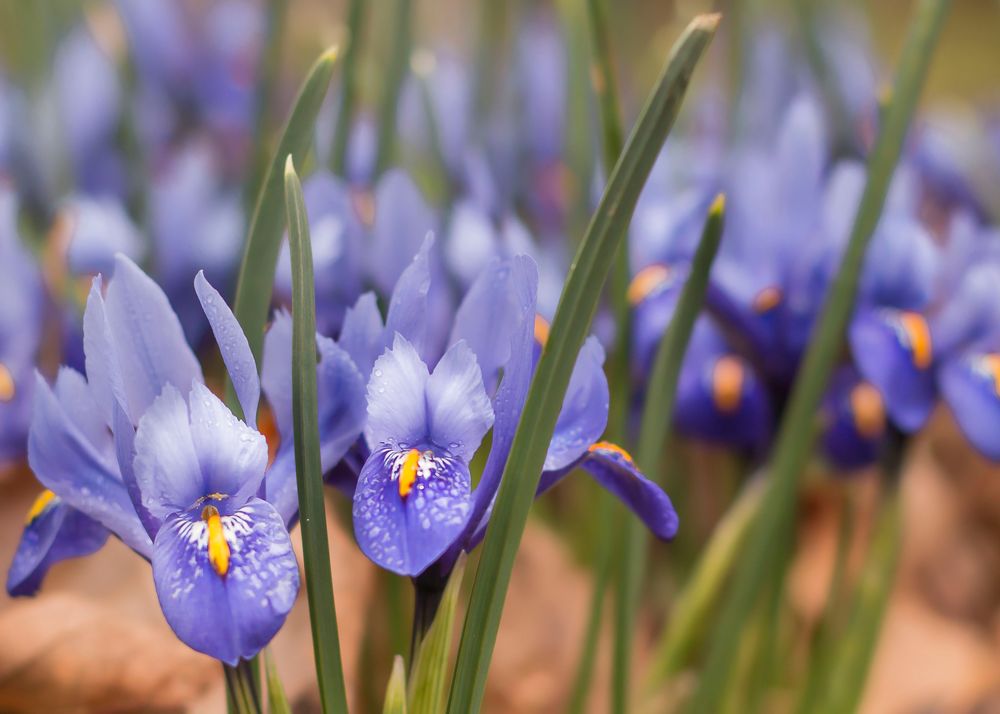 Der Frühling naht....