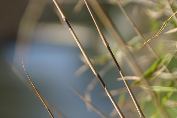 Der Frühling naht