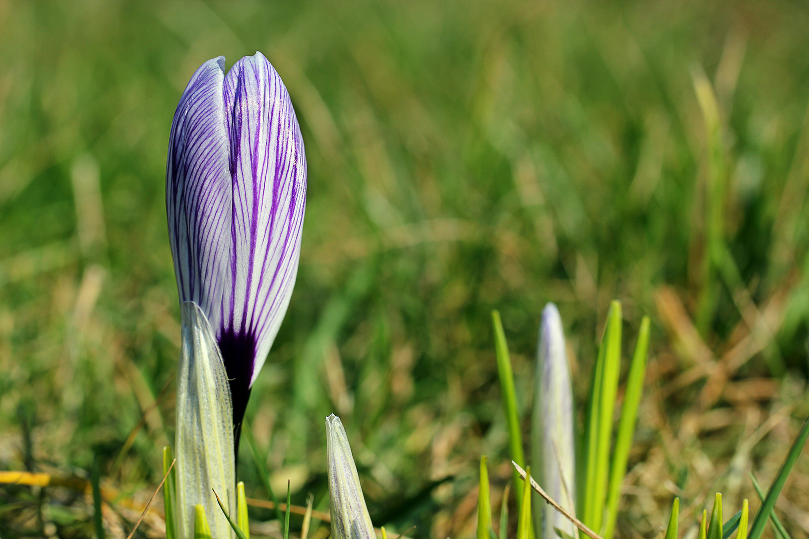 Der Frühling naht!