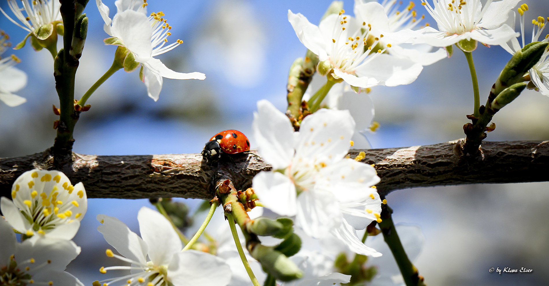 Der Frühling naht