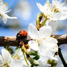 Der Frühling naht