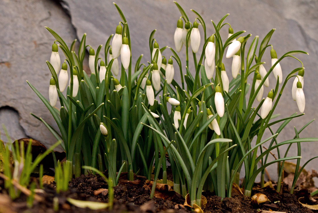 Der Frühling naht...