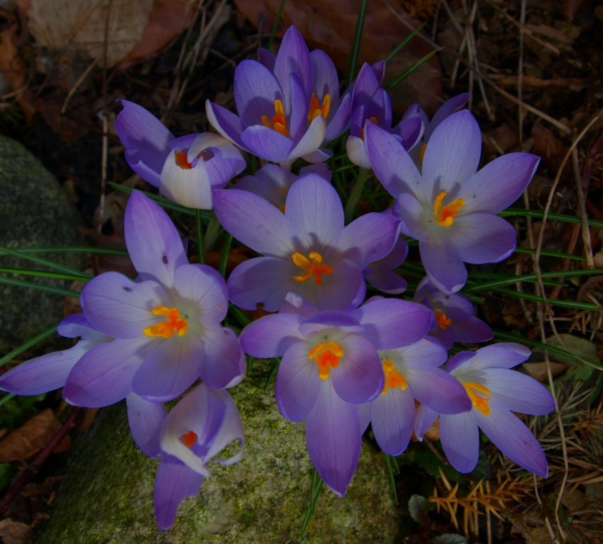 Der Frühling naht