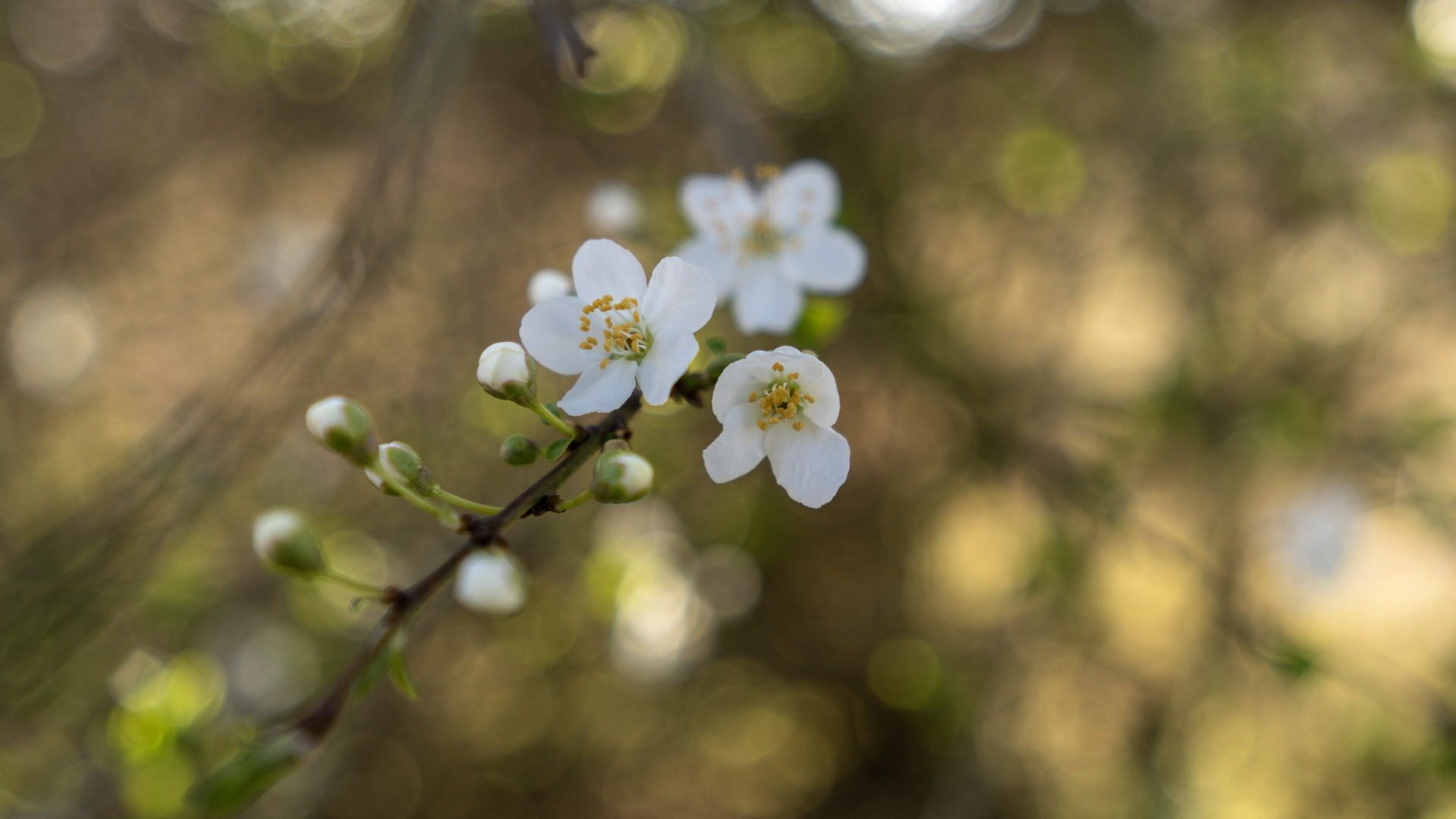 Der Frühling naht