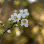 Der Frühling naht