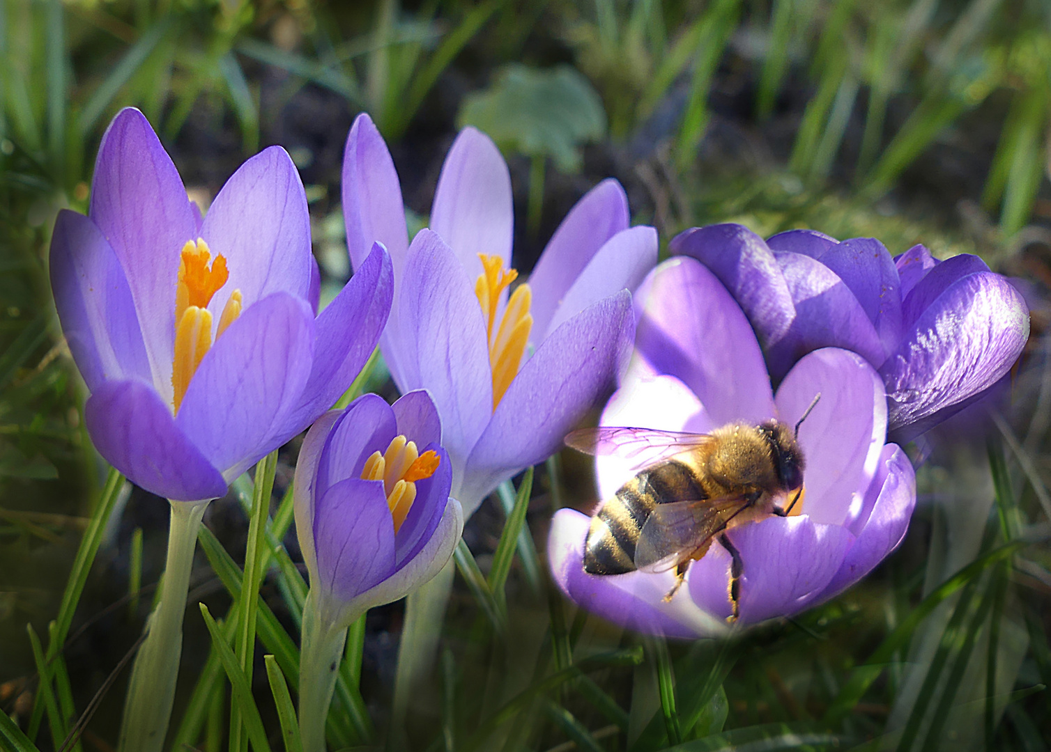 Der Frühling naht