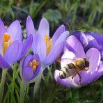 Der Frühling naht