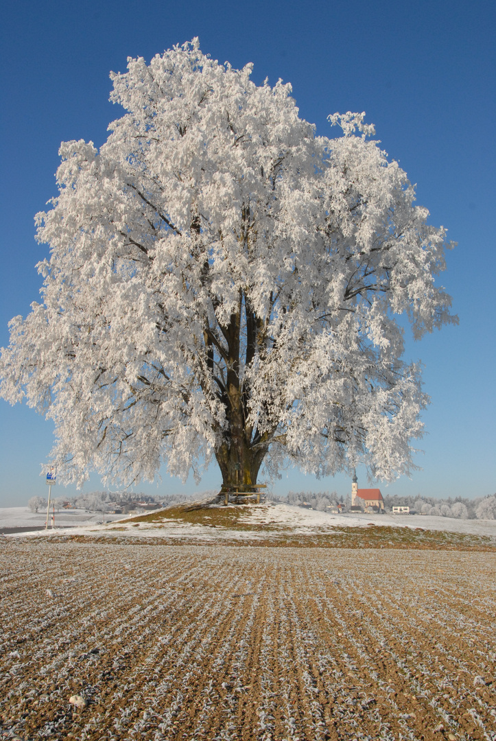 Der Frühling naht