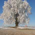 Der Frühling naht