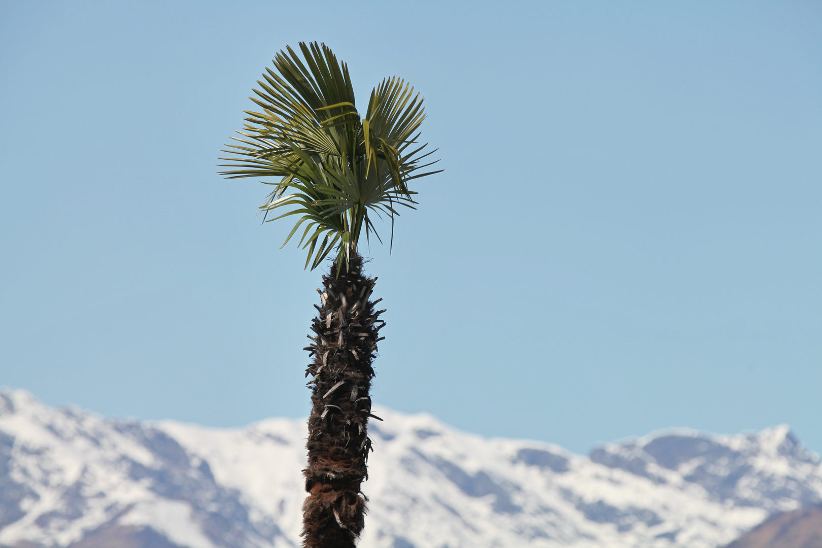 Der Frühling naht--der Winter nicht fern!