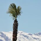 Der Frühling naht--der Winter nicht fern!